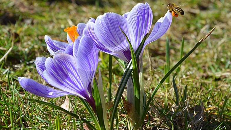 pierwsza pszczoła wiosny nie czyni…