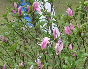 Sadzenie magnolii