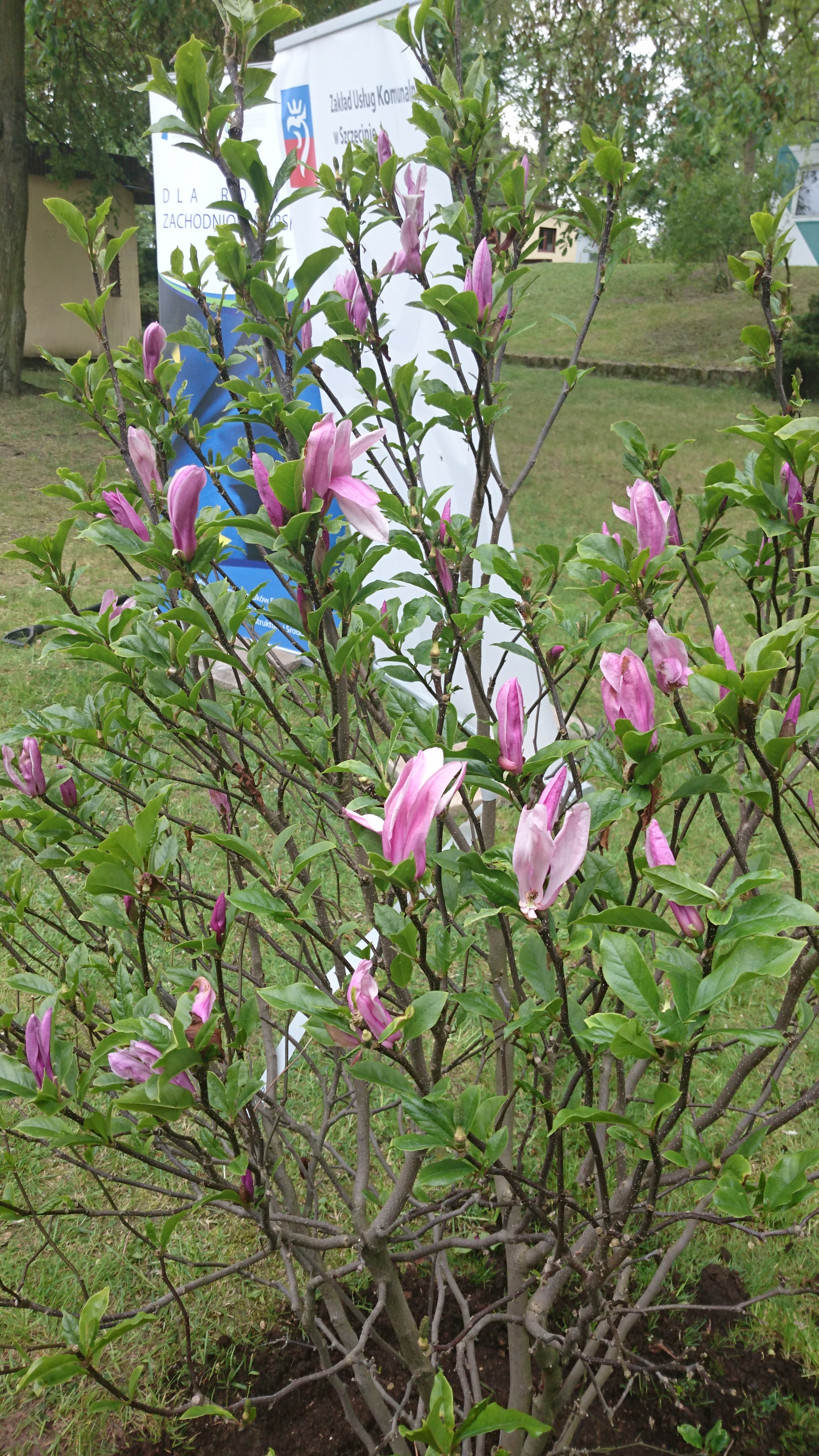 Sadzenie magnolii